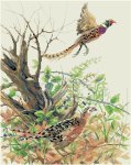 (image for) Pheasants